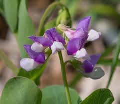 Attēlu rezultāti vaicājumam “Lathyrus japonicus subsp. maritimus flower”