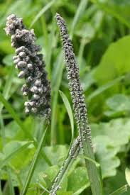 Attēlu rezultāti vaicājumam “Physarum cinereum macro”