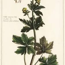 Attēlu rezultāti vaicājumam “Trollius europaeus leaf”