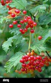 Attēlu rezultāti vaicājumam “Viburnum opulus fruit”