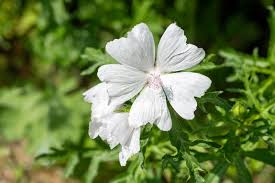 Attēlu rezultāti vaicājumam “Malva moschata flower”