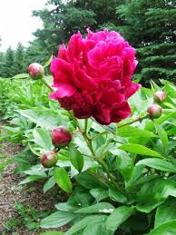 Attēlu rezultāti vaicājumam “Paeoniaceae”