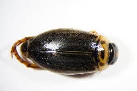 Attēlu rezultāti vaicājumam “Rhantus frontalis”