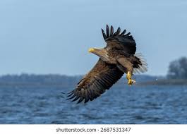 Image result for Haliaeetus albicilla