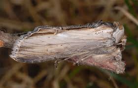 Attēlu rezultāti vaicājumam “Cucullia fraudatrix”