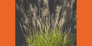 Attēlu rezultāti vaicājumam “Calamagrostis arundinacea”