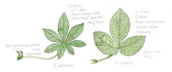 Attēlu rezultāti vaicājumam “Humulus lupulus”