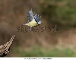 Image result for Cyanistes caeruleus