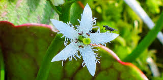 Attēlu rezultāti vaicājumam “Menyanthes trifoliata”