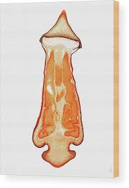 Attēlu rezultāti vaicājumam “Polytrichum commune sporophyte”