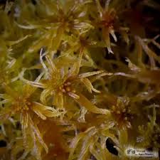 Attēlu rezultāti vaicājumam “Sphagnum angustifolium”