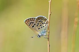 Attēlu rezultāti vaicājumam “Vacciniina optilete female”