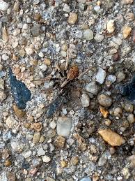 Attēlu rezultāti vaicājumam “Miturgidae”