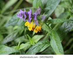 Attēlu rezultāti vaicājumam “Melampyrum nemorosum”