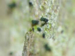 Attēlu rezultāti vaicājumam “Microcalicium disseminatum”