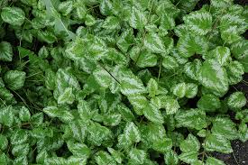 Attēlu rezultāti vaicājumam “Lamiastrum galeobdolon”