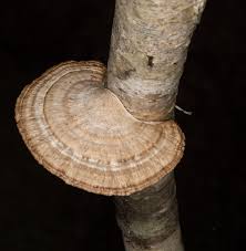 Attēlu rezultāti vaicājumam “Daedaleopsis confragosa”