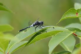 Attēlu rezultāti vaicājumam “Leucorrhinia albifrons female”