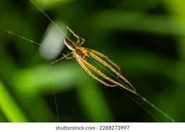 Attēlu rezultāti vaicājumam “Tetragnatha extensa”