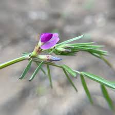Attēlu rezultāti vaicājumam “Vicia cracca bud”