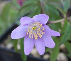 Attēlu rezultāti vaicājumam “Anemone nemorosa flower”