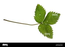 Attēlu rezultāti vaicājumam “Fragaria vesca leaf”