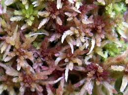 Attēlu rezultāti vaicājumam “Sphagnum warnstorfii”