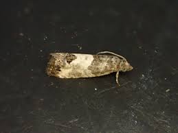 Attēlu rezultāti vaicājumam “Spilonota ocellana”