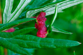 Attēlu rezultāti vaicājumam “Artemisia vulgaris bud”