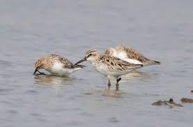 Attēlu rezultāti vaicājumam “Calidris falcinellus adult”