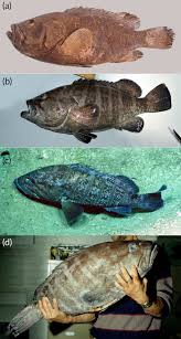 Image result for Hyporthodus quernus