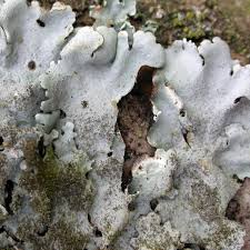 Attēlu rezultāti vaicājumam “Parmelina tiliacea”