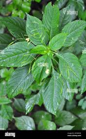 Attēlu rezultāti vaicājumam “Impatiens parviflora leaf”