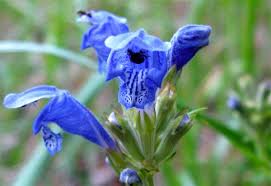 Attēlu rezultāti vaicājumam “Dracocephalum ruyschiana”