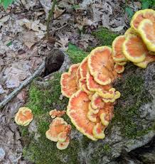 Attēlu rezultāti vaicājumam “Laetiporus sulphureus”
