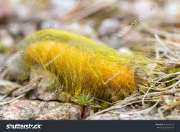 Attēlu rezultāti vaicājumam “Acronicta leporina larva”