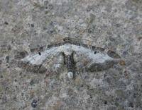 Attēlu rezultāti vaicājumam “Eupithecia succenturiata”