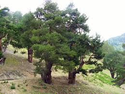 Attēlu rezultāti vaicājumam “Pinus sylvestris var. turfosa”