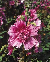 Attēlu rezultāti vaicājumam “Alcea rosea flower”