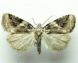 Attēlu rezultāti vaicājumam “Pseudeustrotia candidula”