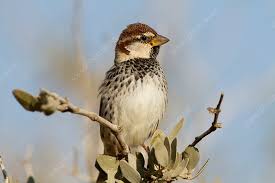 Image result for Passer hispaniolensis