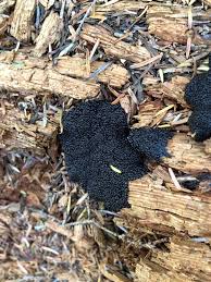 Attēlu rezultāti vaicājumam “Lindbladia tubulina spores”