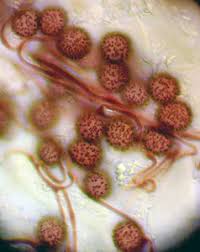 Attēlu rezultāti vaicājumam “Didymium aggregatum”