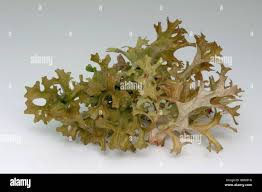 Attēlu rezultāti vaicājumam “Cetraria islandica”