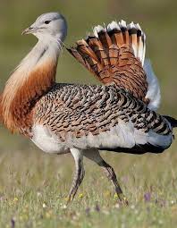 Image result for Otis tarda