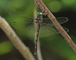 Attēlu rezultāti vaicājumam “Cordulidae”