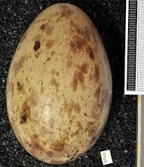 Attēlu rezultāti vaicājumam “Grus grus eggs”