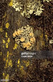 Attēlu rezultāti vaicājumam “Lecanora muralis”