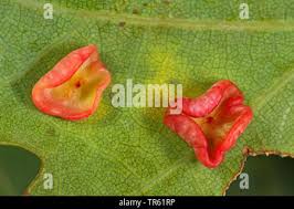 Attēlu rezultāti vaicājumam “Neuroterus albipes”