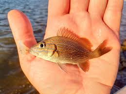 Image result for Haemulon plumierii